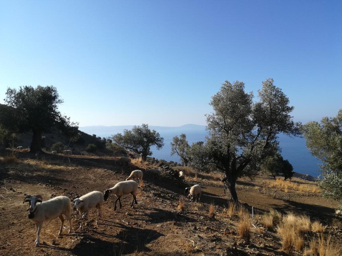 Sea Breeze Ecological Villa Agia Galini Esterno foto